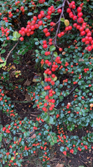 Cotoneaster