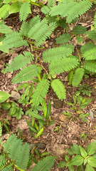 Chamaecrista nictitans