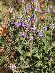 Veronica barrelieri