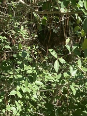 Heraclides cresphontes