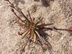 Sagina nodosa