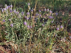Veronica barrelieri