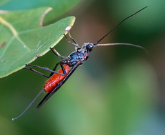 Atanycolus cappaerti