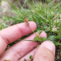 Acalypha monostachya
