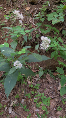 Eutrochium purpureum