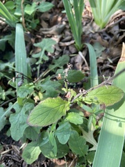 Salvia lyrata