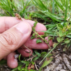 Acalypha monostachya