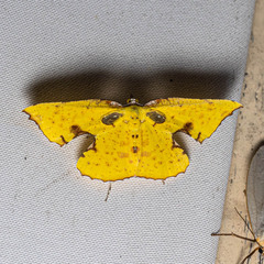 Corymica