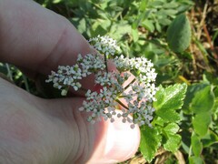 Ligusticum scothicum