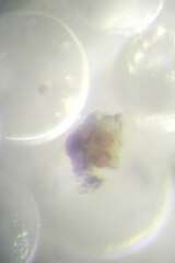 Theridion hannoniae