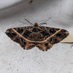 Harutalcis
