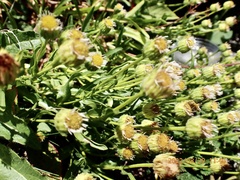 Erigeron morrisonensis