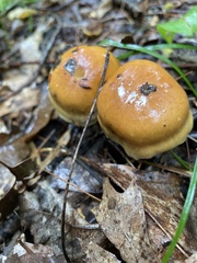 Suillus grevillei
