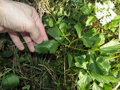 Ligusticum scothicum