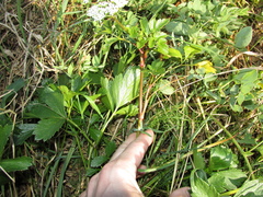 Ligusticum scothicum