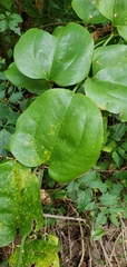 Smilax rotundifolia