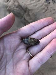 Polyphylla morroensis