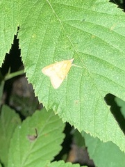 Achyra rantalis
