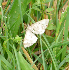 Epirrhoe alternata