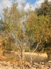 Acer monspessulanum