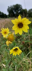 Helianthus giganteus