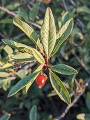Prunus emarginata