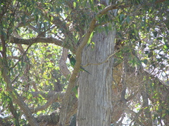 Barnardius zonarius