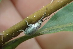 Cyrtepistomus castaneus