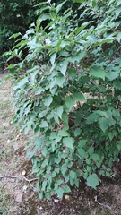 Syringa vulgaris