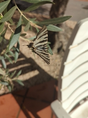 Iphiclides feisthamelii