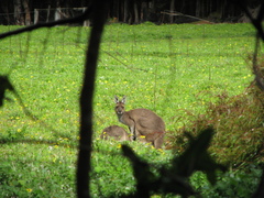 Macropus fuliginosus