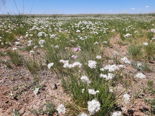 Allium polyrhizum