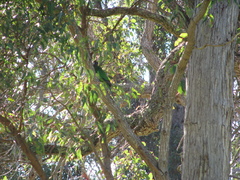 Barnardius zonarius