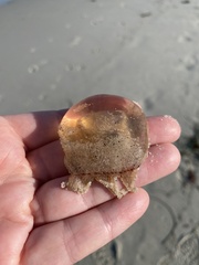 Polyorchis penicillatus