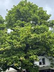 Catalpa speciosa
