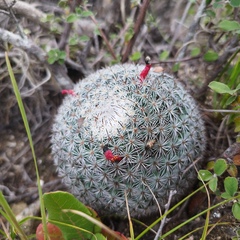 Mammillaria haageana