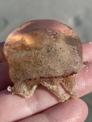 Polyorchis penicillatus