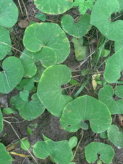 Asarum canadense