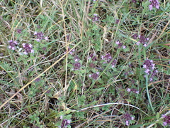 Thymus pulegioides