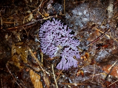 Clavaria