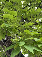 Catalpa speciosa