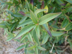 Ligustrum vulgare