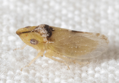 Xerophloea viridis