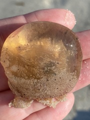 Polyorchis penicillatus