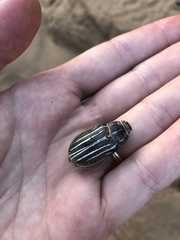 Polyphylla morroensis