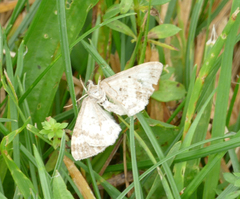 Epirrhoe alternata