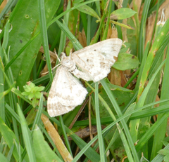 Epirrhoe alternata