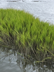 Sporobolus alterniflorus