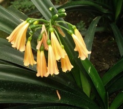 Clivia