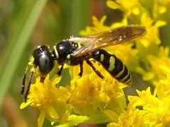 Philanthus lepidus